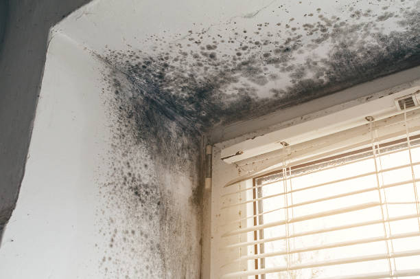 Trusted Basement Mold Remediation service in Golf, IL - Cheap Mold Removal